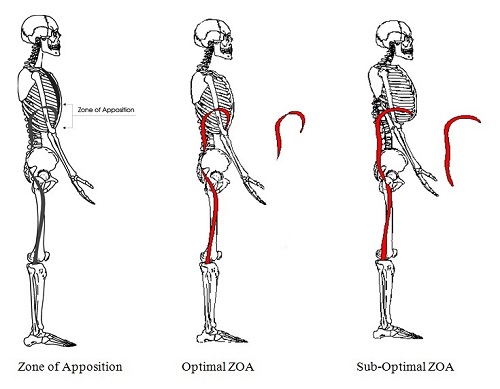 Zone-of-Apposition-ZOA-Postural-Restoration-Institute-PRI Zone-of-Apposition-ZOA-Postural-Restoration-Institute-PRI