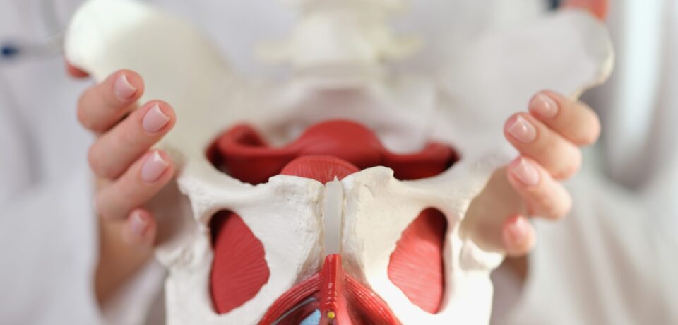 Doctor,Shows,In,Her,Hands,Model,Of,Female,Pelvis,With doctor holding female pelvis