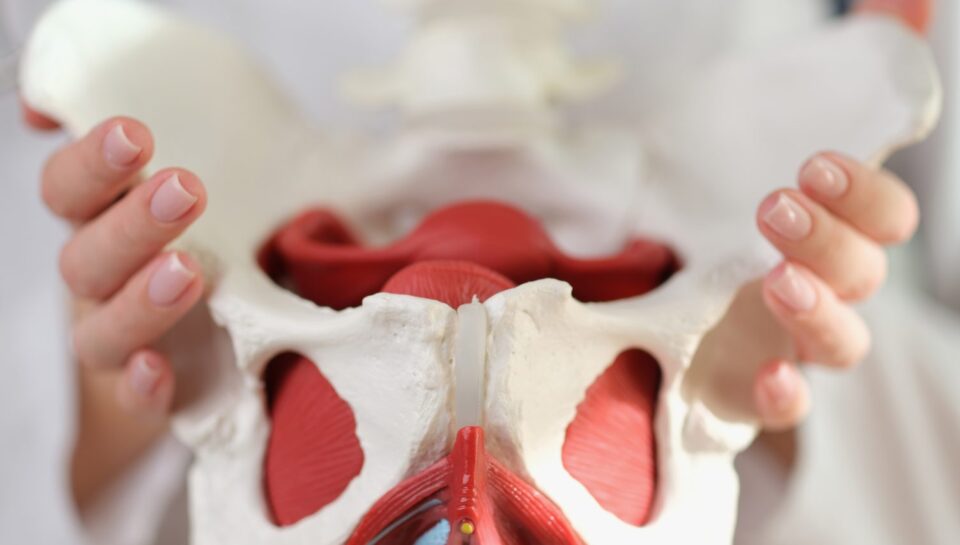 doctor holding female pelvis